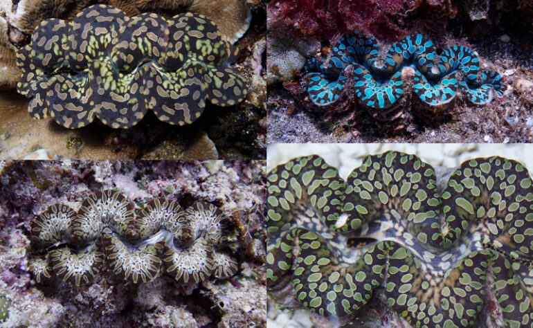 Teardrop Clams From Around The World Reef Builders The Reef And Saltwater Aquarium Blog 