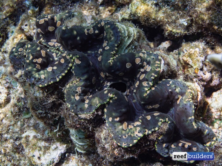 Teardrop Clams From Around The World Reef Builders The Reef And Saltwater Aquarium Blog 