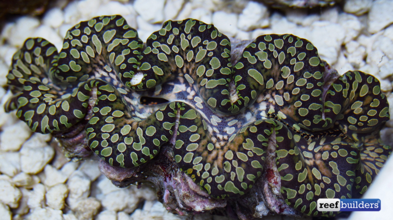 Teardrop Clams From Around The World Reef Builders The Reef And Saltwater Aquarium Blog 