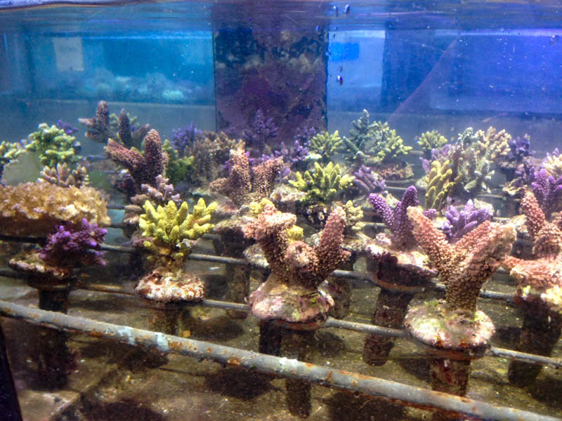 Reefbuilders Indonesia Travelogue - How corals get from Farm to Tank ...