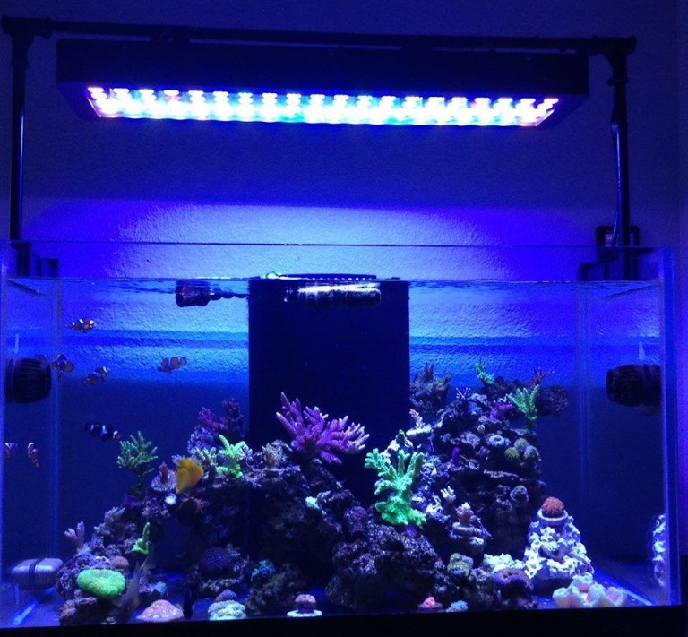 The pros and cons of Rimless Aquariums vs Traditional Braced Aquariums