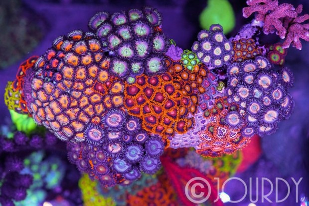 Jourdy’s 90 Gallon reef tank will add a burst of color to your day ...