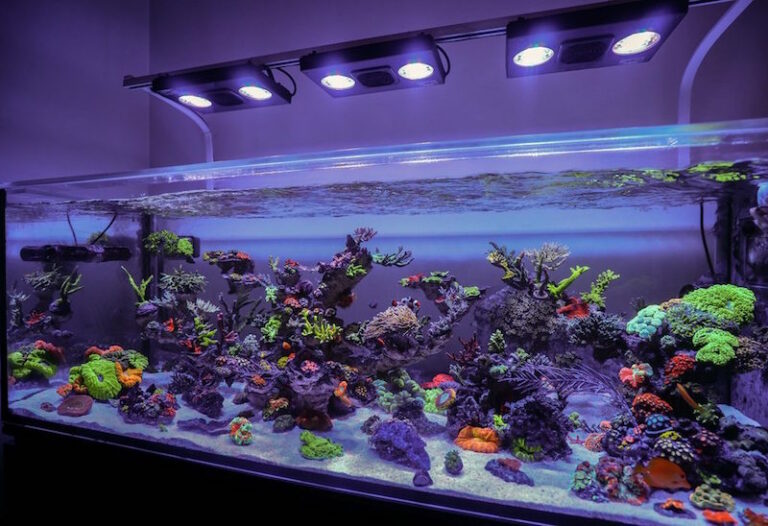 Jourdy’s 90 Gallon reef tank will add a burst of color to your day ...