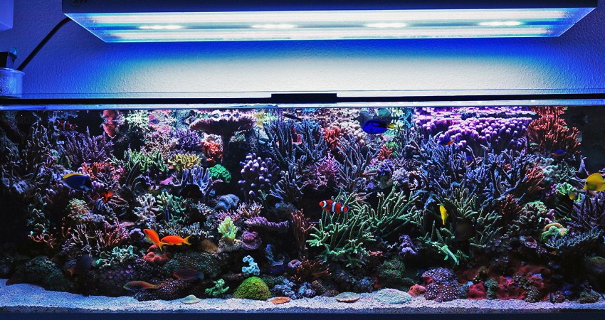 a reef tank really looks under hybrid T5 & LED lighting | Reef Builders | The Reef and Aquarium
