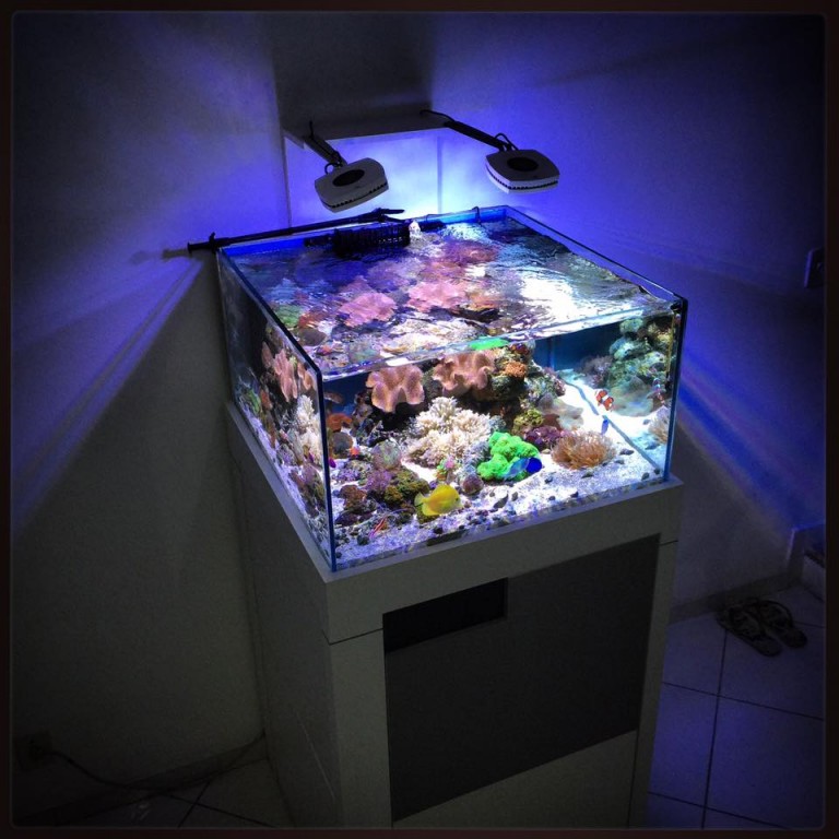 The pros and cons of Rimless Aquariums vs Traditional Braced Aquariums