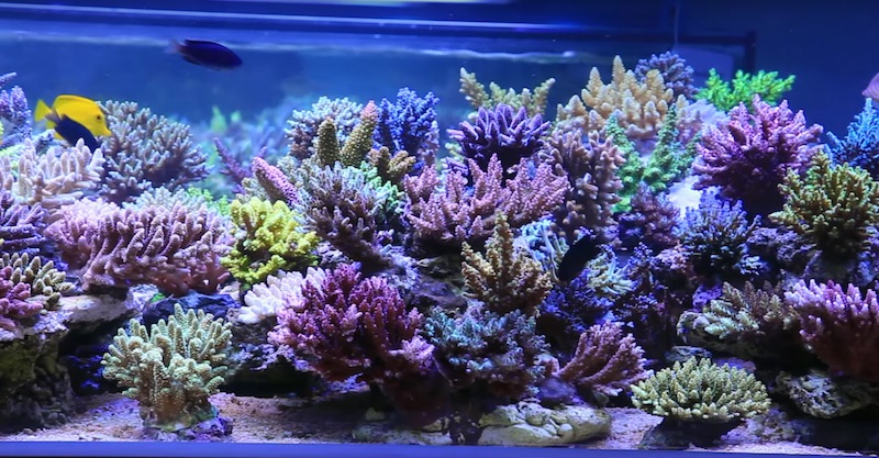 Stun Karakteriseren ik ben slaperig Who is AquaForest and What is Their Reef Aquarium Philosophy? | Reef  Builders | The Reef and Saltwater Aquarium Blog