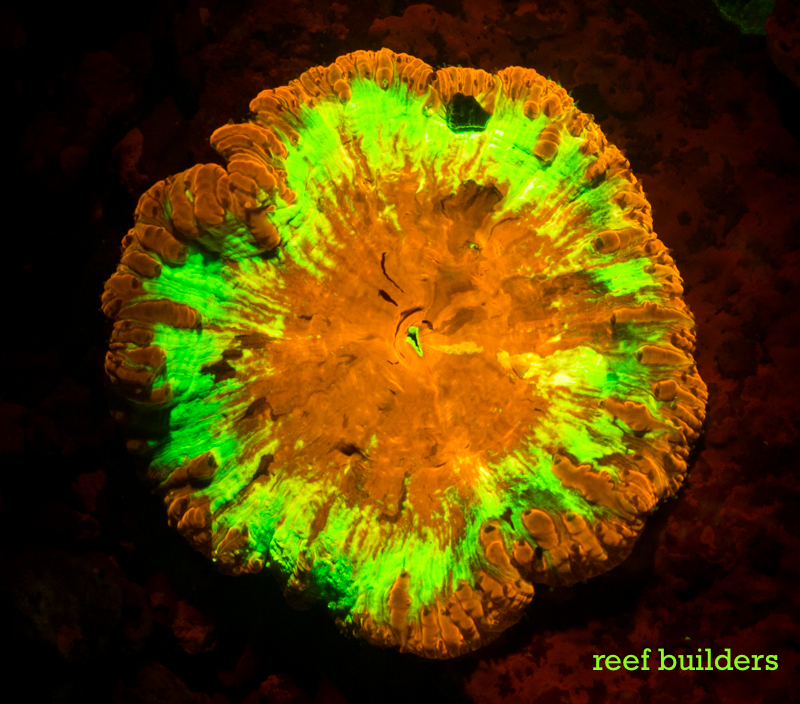 Fluorescent Friday: Blastomussa edition | Reef Builders | The Reef and ...