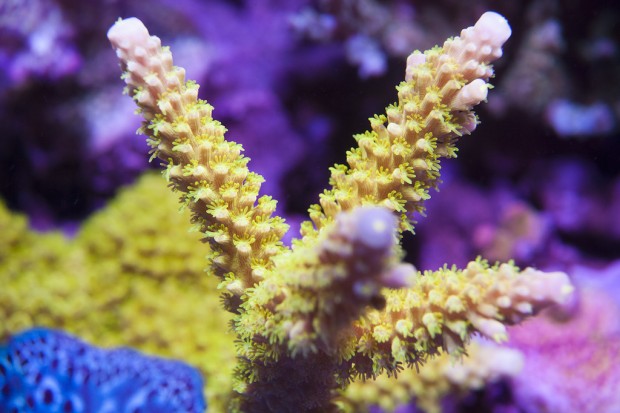 The madness of Photoshop corals | Reef Builders | The Reef and ...
