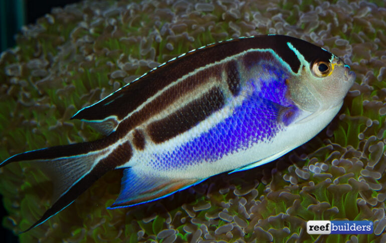 Aberrant ‘superfemale Bellus Angelfish Reef Builders The Reef And