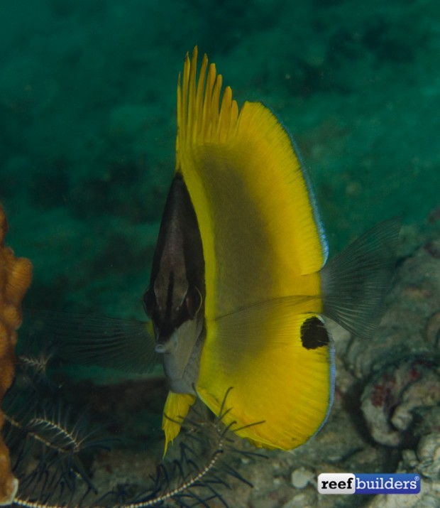 Face to face with the Cenderawasih butterflyfish, Forcipiger wanai ...