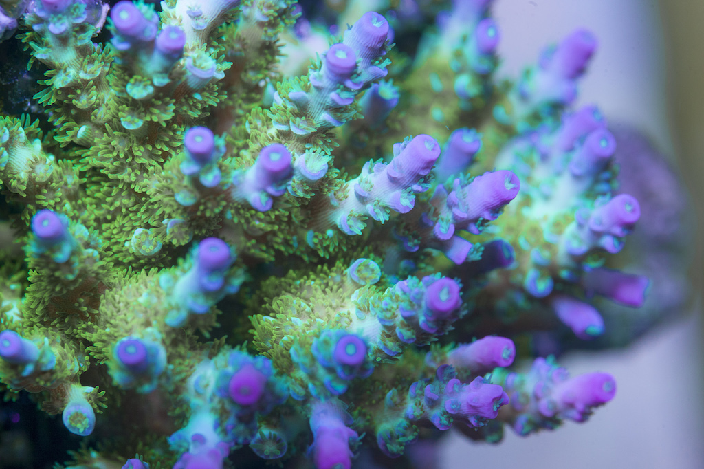 The madness of Photoshop corals | Reef Builders | The Reef and ...