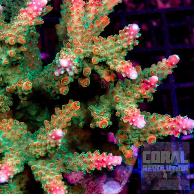 The unique colors of indonesian acropora | Reef Builders | The Reef and ...