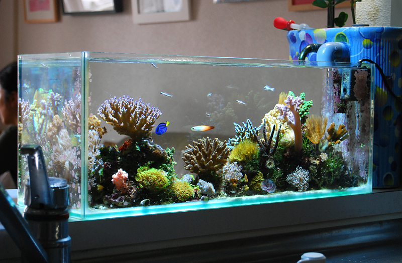 The pros and cons of Rimless Aquariums 