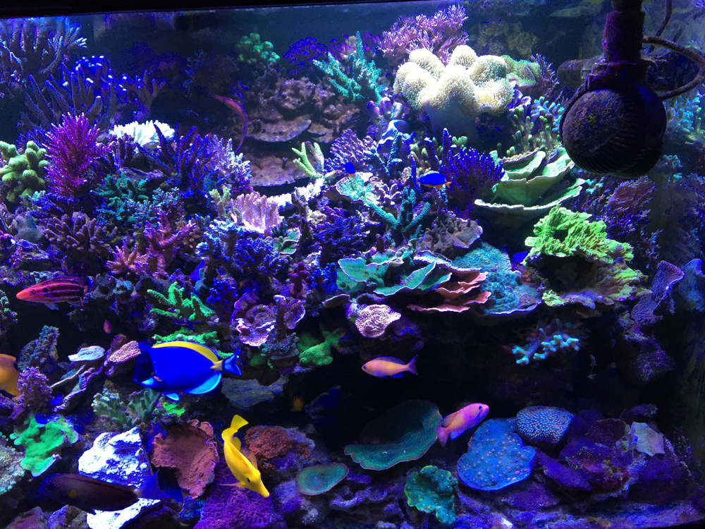 New Year’s Resolutions for all aquarium keepers | Reef Builders | The ...
