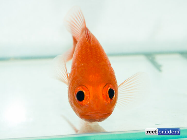 Plectrypops, the binocular fish that looks back at you Reef Builders