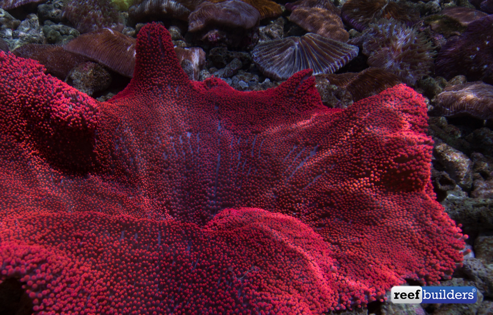 This red carpet anemone in Bali is looking incredible! Reef Builders