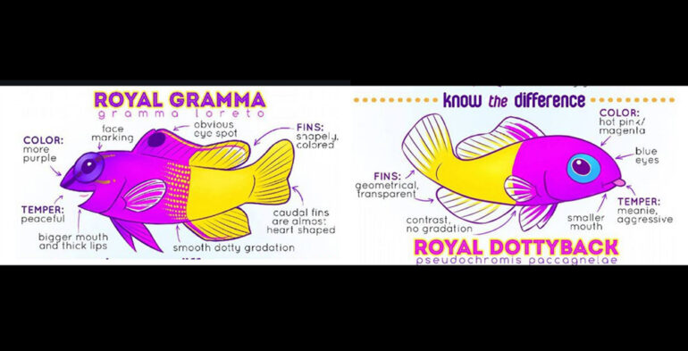 Fun graphic shows difference between a royal gramma and a royal ...