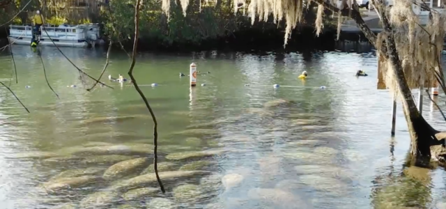 Photo credit: Citrus County, Florida :: The Water Lover's Florida