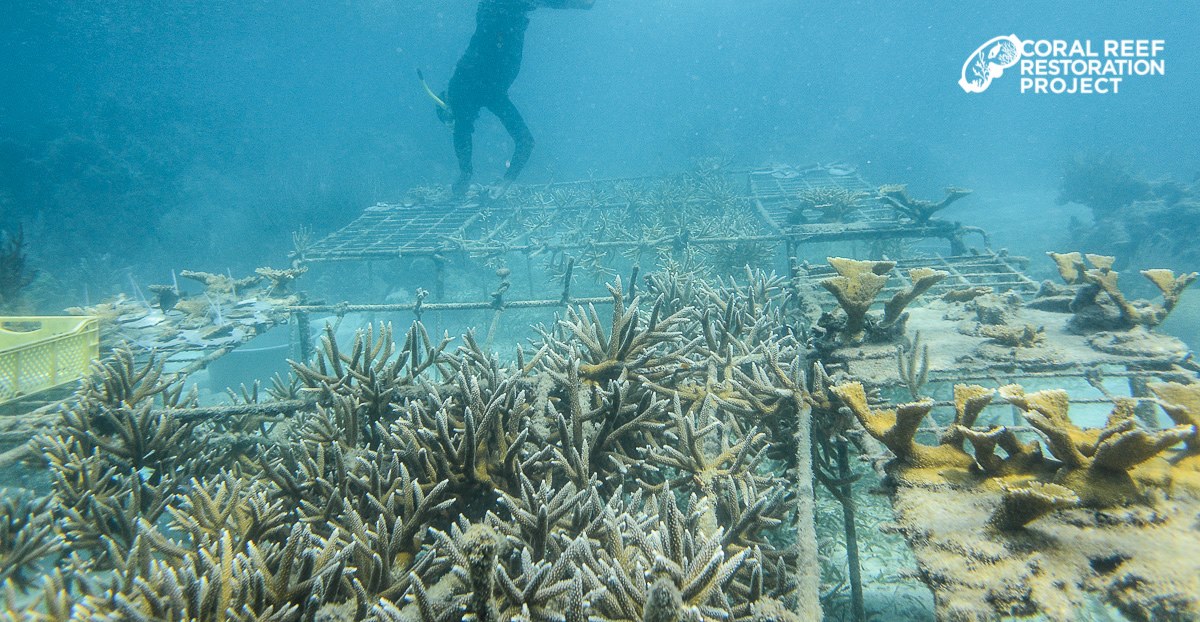 2013 nurseries at Whipray Caye (installed Earthday with Avadon Divers) — at Whipray Caye Lodge.