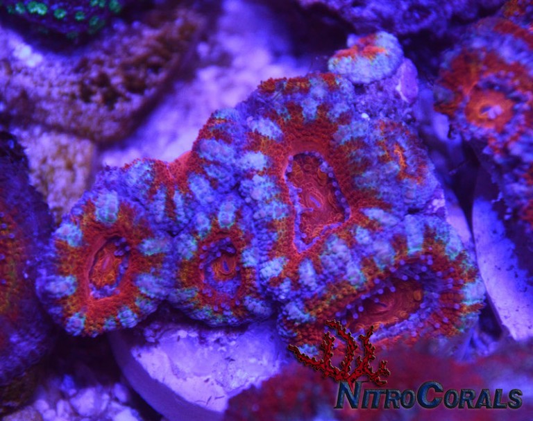 Sneak peek of some of the hot livestock coming to ReefStock 2016 | Reef ...