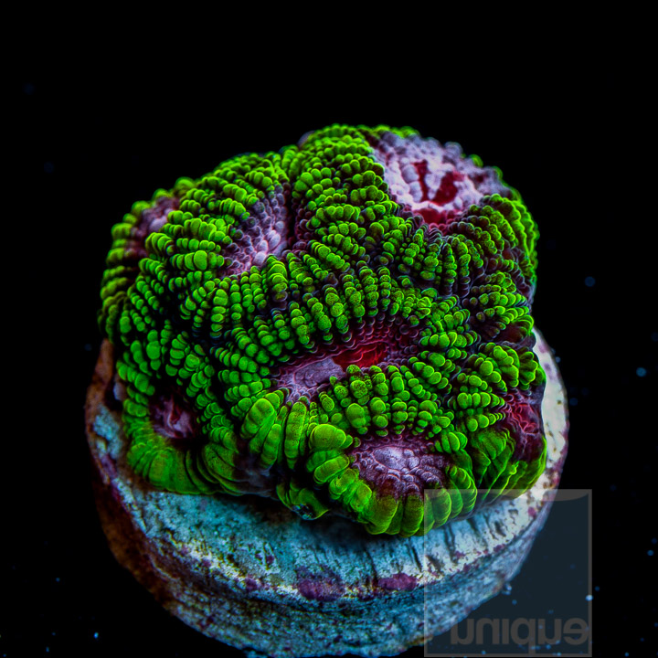 Saltwater Coral Frags