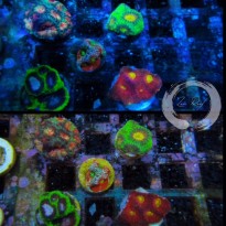 Sneak peek of some of the hot livestock coming to ReefStock 2016 | Reef ...