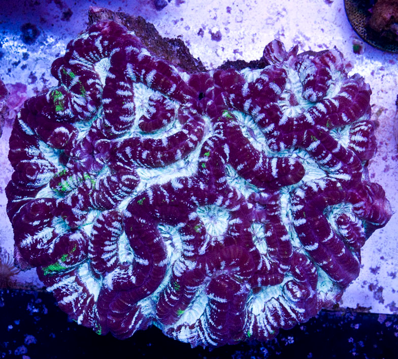 Australophyllia is the new home of ‘Symphyllia’ wilsoni | Reef Builders ...