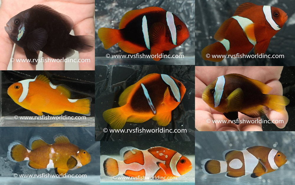 Top 10 Crazy Clownfish Collected In The Philippines Recently Reef Builders The Reef And Saltwater Aquarium Blog