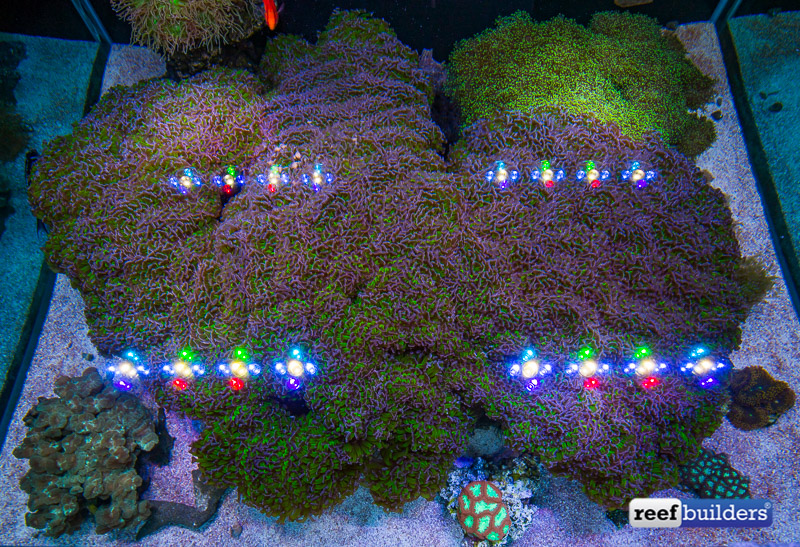 Hammer 2025 coral garden