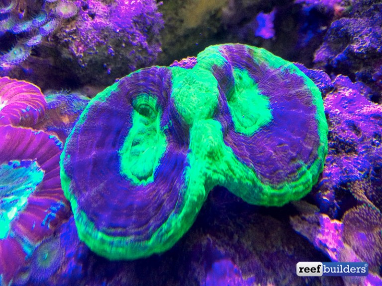 Homophyllia steals bowerbanki and hillae away from Acanthastrea | Reef ...