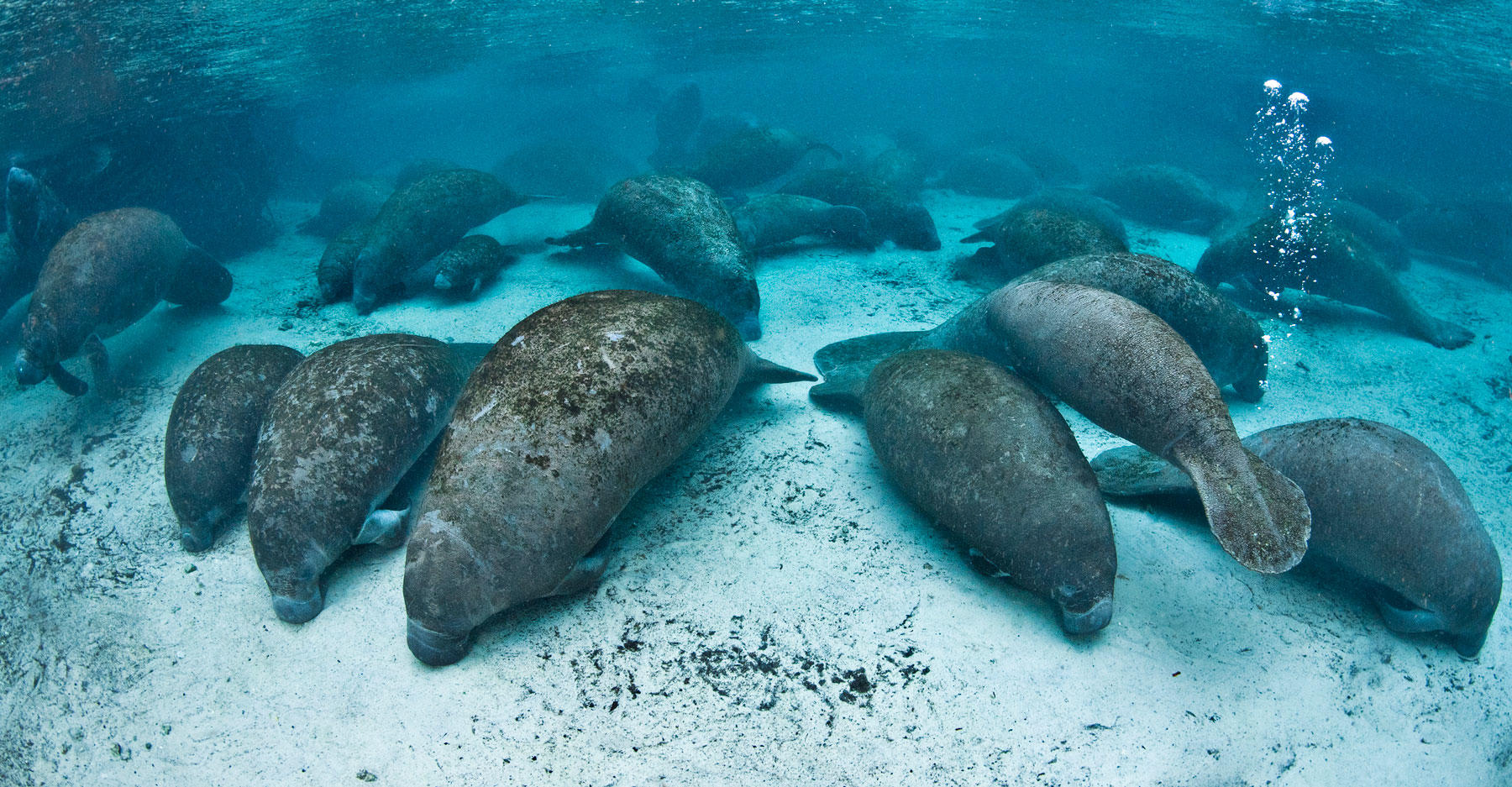 Hundreds of Manatees shut down Crystal Springs in Florida Reef