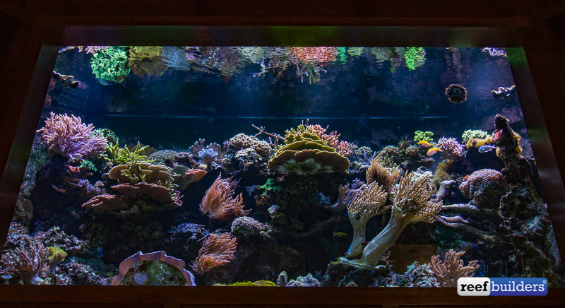 500 Gallon Mountain View Reef Tank Is Home To An Exquisite Wall Of Corals Reef Builders The Reef And Saltwater Aquarium Blog,Sausage Gravy Pizza