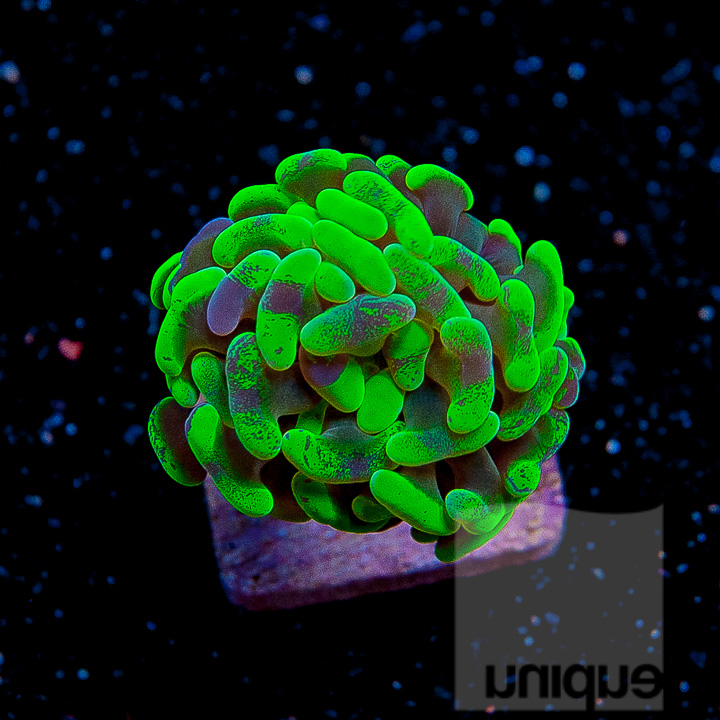 Sneak peek of some of the hot livestock coming to ReefStock 2016 | Reef ...