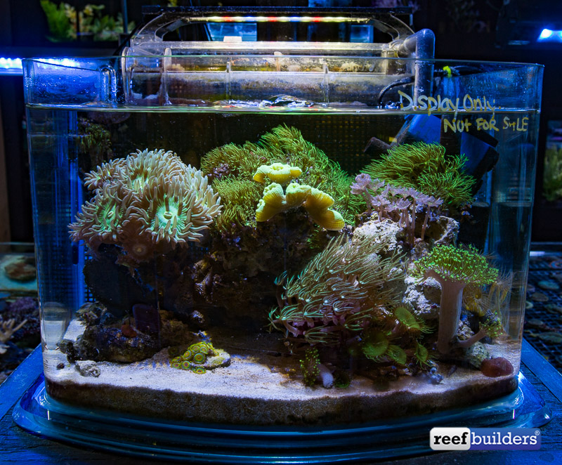 A Perfect Pico Reef Tank At Elite Reef Reef Builders The Reef And Saltwater Aquarium Blog