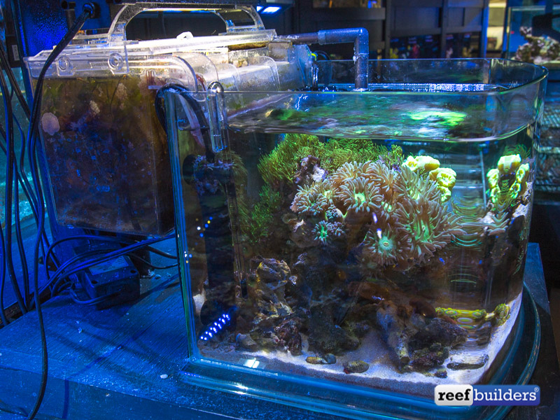 A perfect pico reef tank at Elite Reef Reef Builders The Reef and Saltwater Aquarium Blog