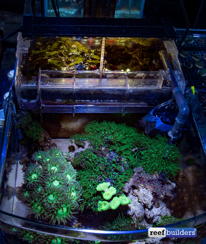 A perfect pico reef tank at Elite Reef Reef Builders The Reef and