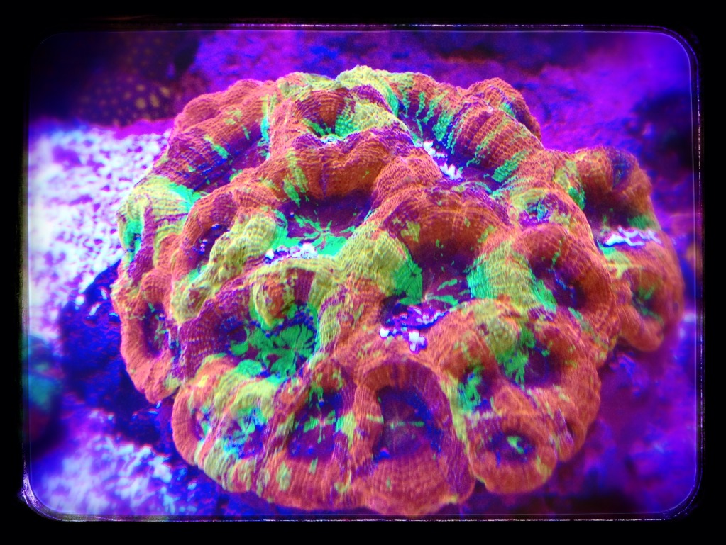 Homophyllia bowerbanki, a reintroduction to Bankies and Hillae | Reef  Builders | The Reef and Saltwater Aquarium Blog