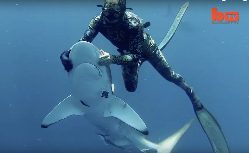 Shark Whisperer removes hook from wild shark by hand!, Reef Builders
