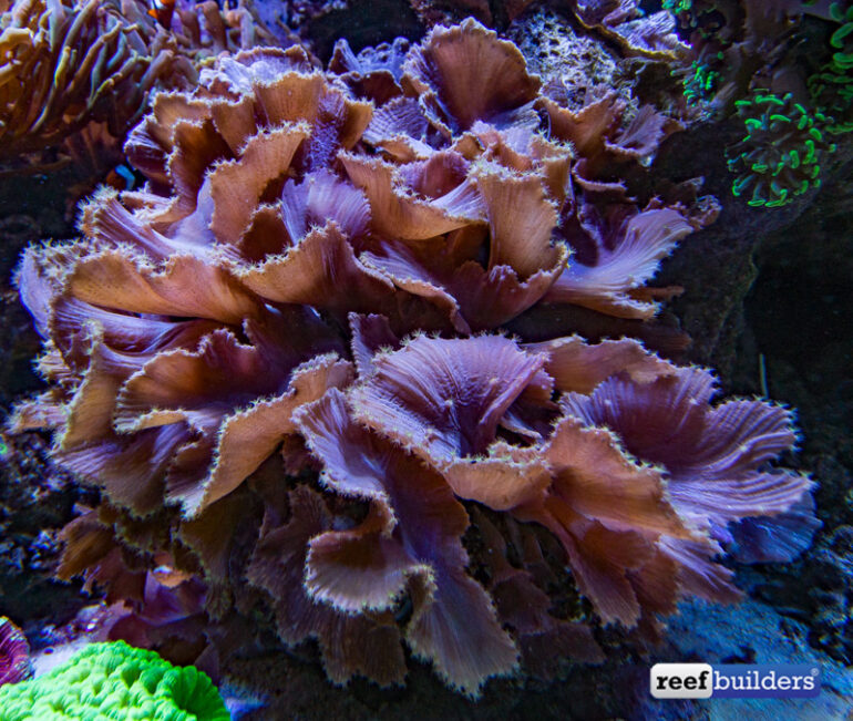 Sinularia dura, the one and only cabbage leather coral Reef Builders The Reef and Saltwater
