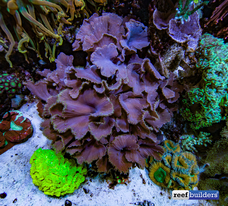 Sinularia dura, the one and only cabbage leather coral Reef Builders