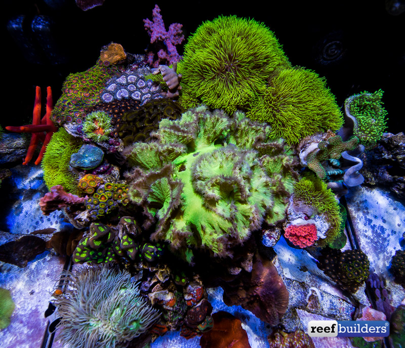 Featured image of post How to Make Green Cabbage Coral Placement