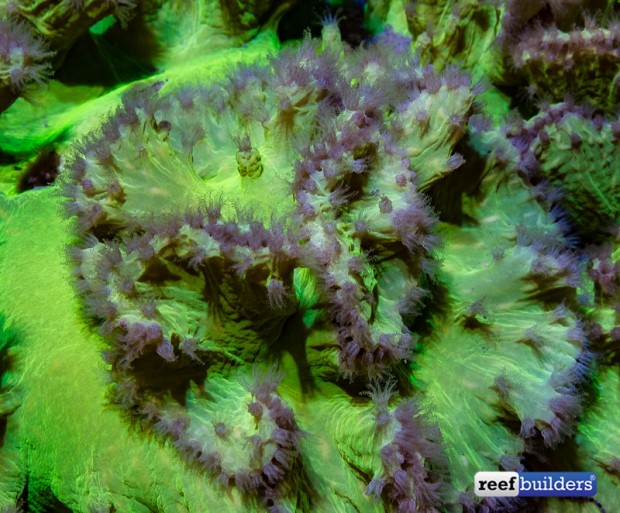 Sinularia dura, the one and only cabbage leather coral Reef Builders The Reef and Saltwater