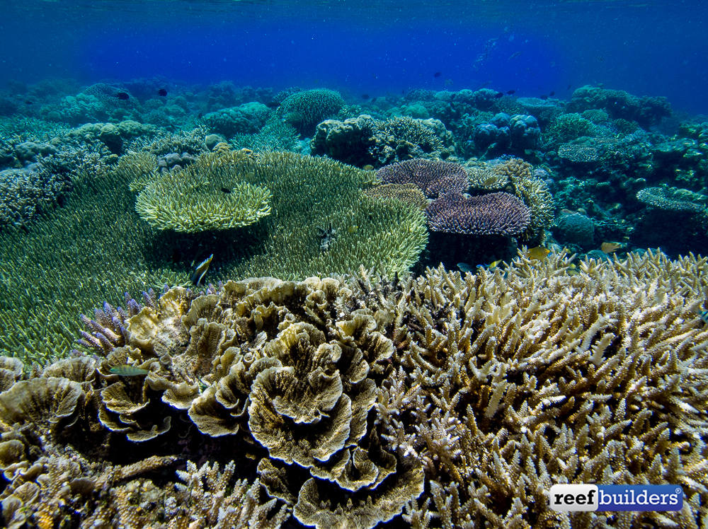 Natural coral store