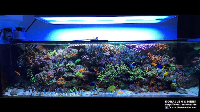 snijden lassen inflatie Korallen & Meer 265 Gallon Reef Tank | Reef Builders | The Reef and  Saltwater Aquarium Blog