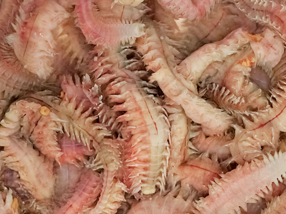 Several new frozen foods from Ocean Nutrition Reef Builders The