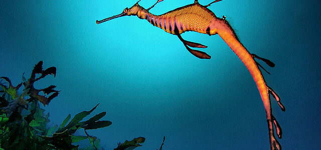 Image from Australian animal learning zone
