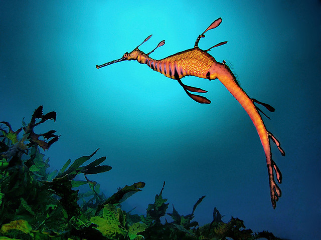 weedy sea dragon