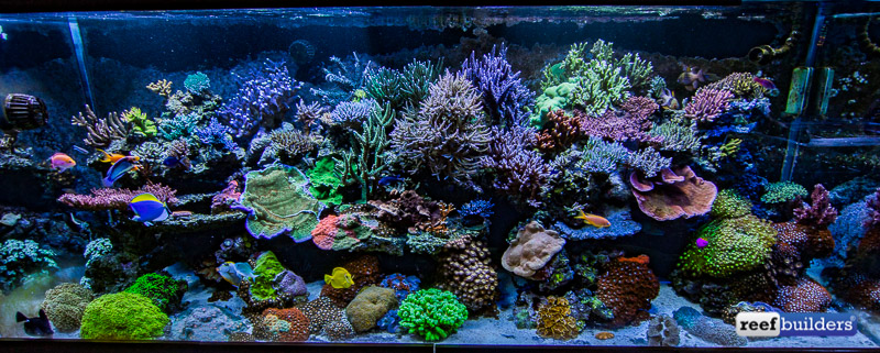 the reef aquarium