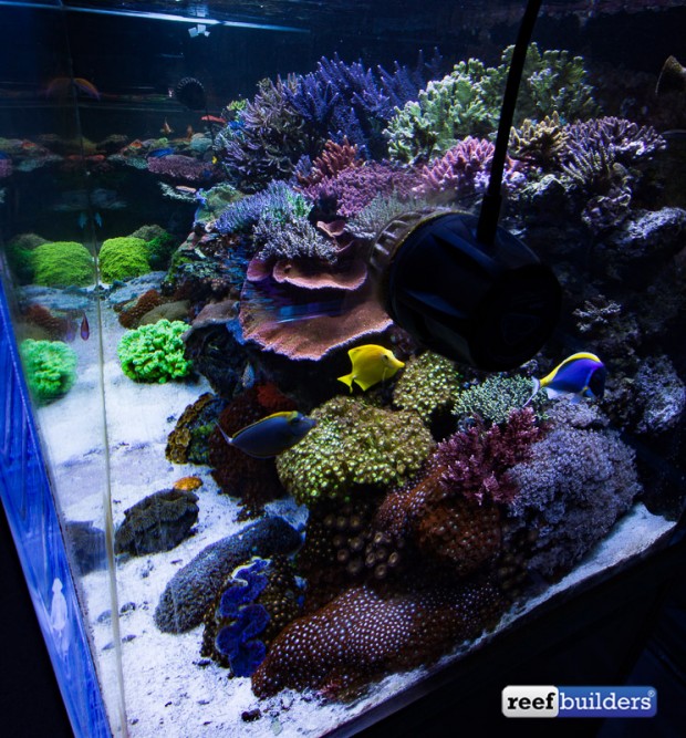 The coralpacked reef tank of Aquatic Art Inc. Reef Builders The