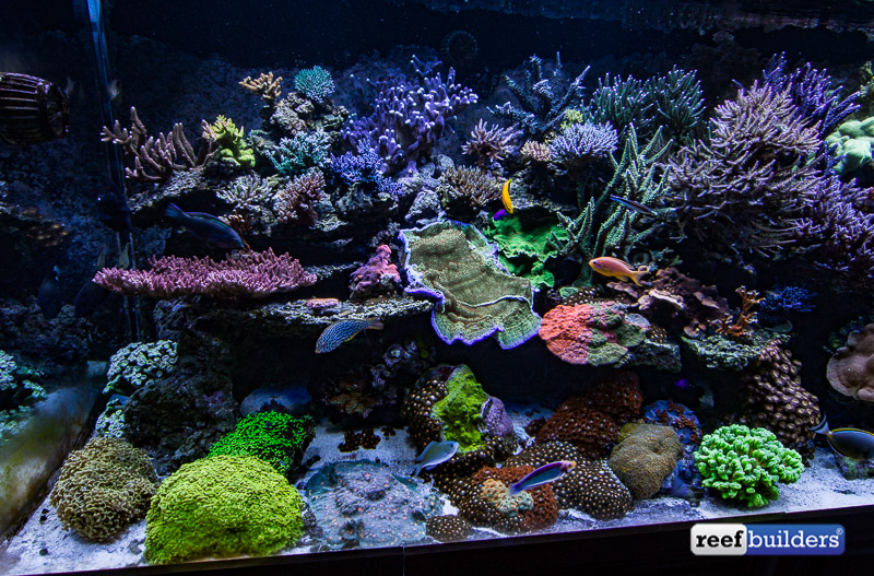 The coralpacked reef tank of Aquatic Art Inc. Reef Builders The